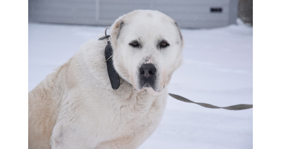 Алабай Жаха