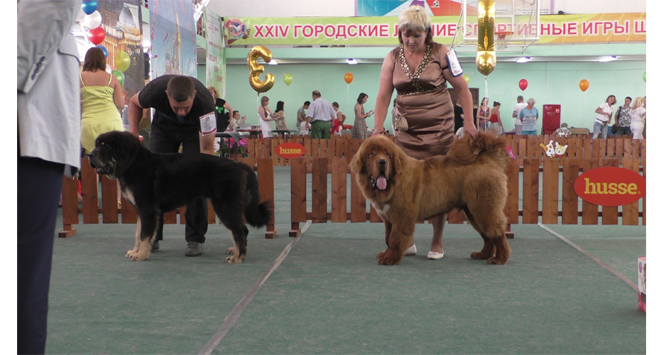 Тибетский мастиф Барон