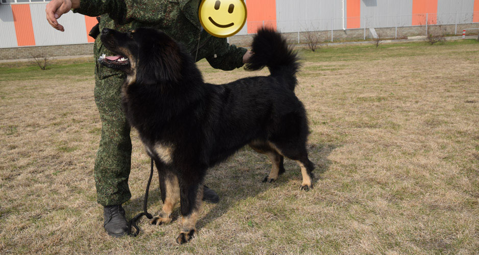 Тибетский мастиф Тиша