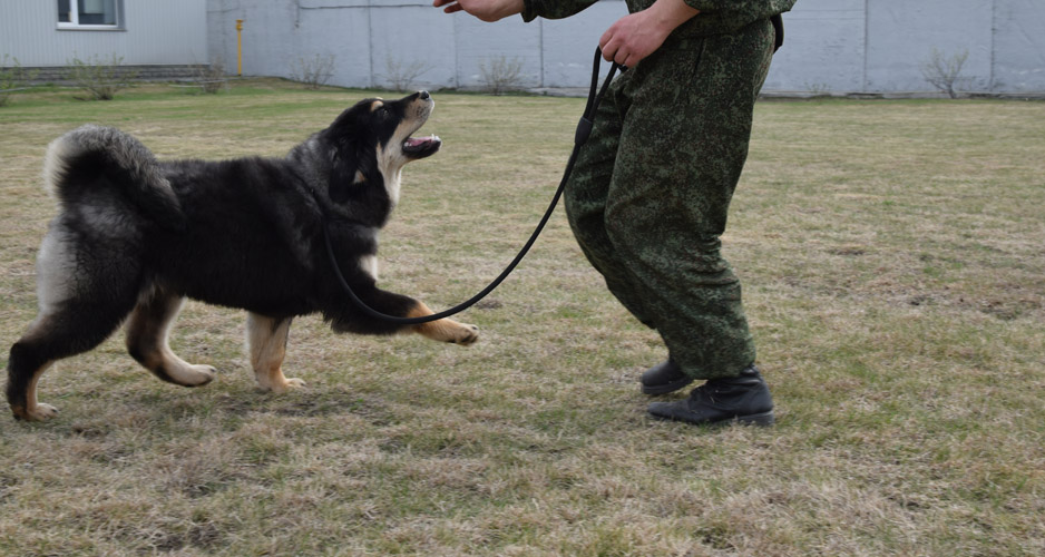 Тибетский мастиф Глаша
